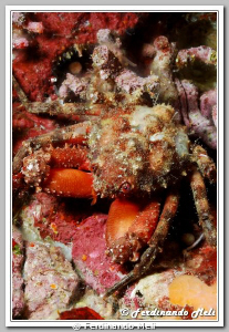 Crab of the caves (Herbstia condyliata). by Ferdinando Meli 